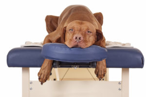 dog massage relax table