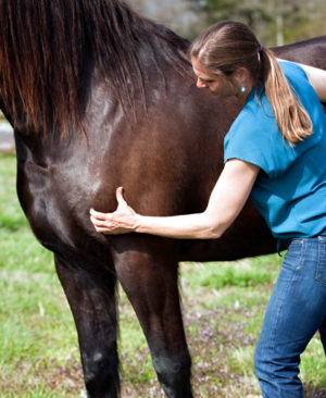 horse equine massage trainer