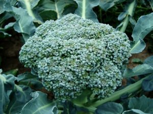 Broccoli and other green veggies can help prevent cancer-causing compounds to form.
