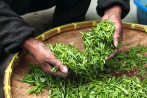 Tea is widely consumed around the world, and more so in the hotter climate regions. 
