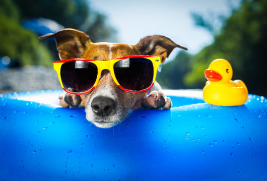 Cover Dog Sunglasses Pool Cool Relax